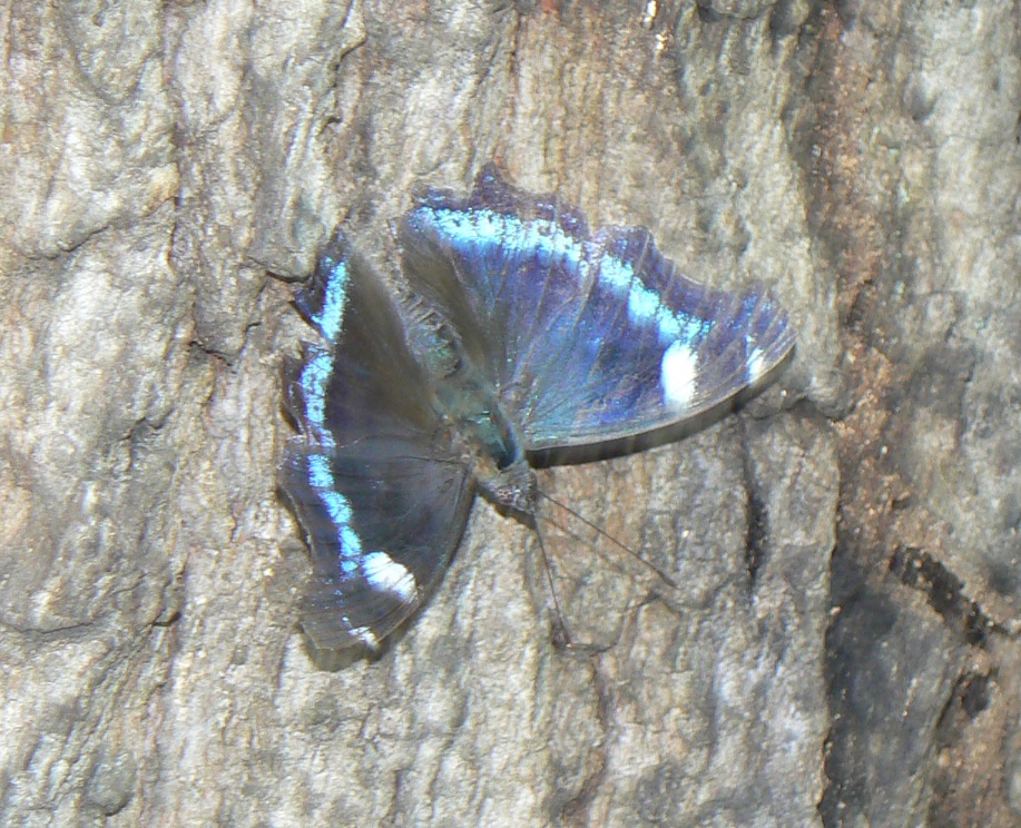 団地前のクヌギ_右横ｰ目線よりやや下 ルリタテハ 2021年7月11日 14時05分頃 気温33度